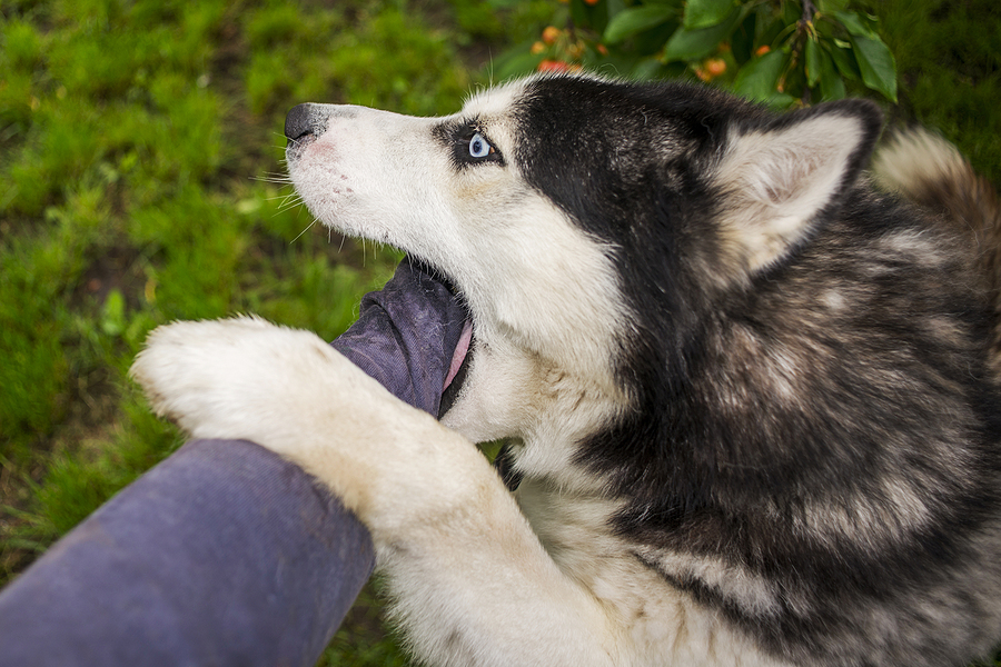 dog causing injury bite - Jupiter Dog Bite Injury Lawyers